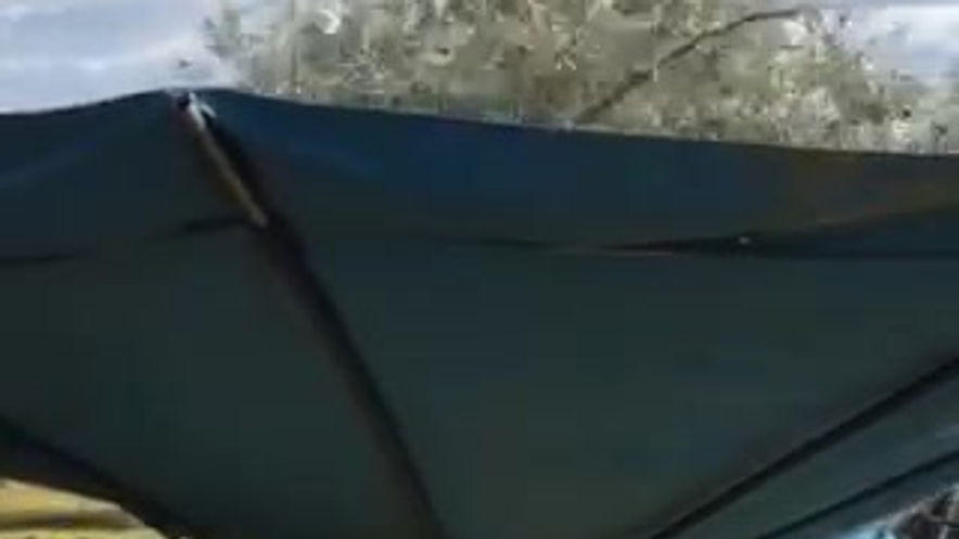 Apanha mecanizada com máquina vibratória, em oliveiras mais novas